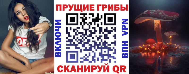 KRAKEN ссылки  Старый Оскол  Галлюциногенные грибы Psilocybine cubensis 